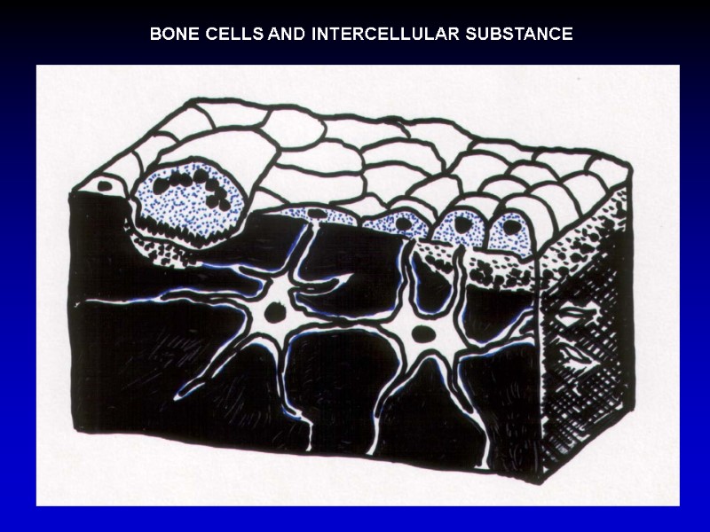 BONE CELLS AND INTERCELLULAR SUBSTANCE